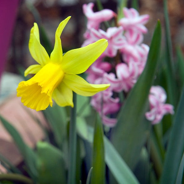 Botanische narcis February Gold, mooie sterke botanische narcis.   