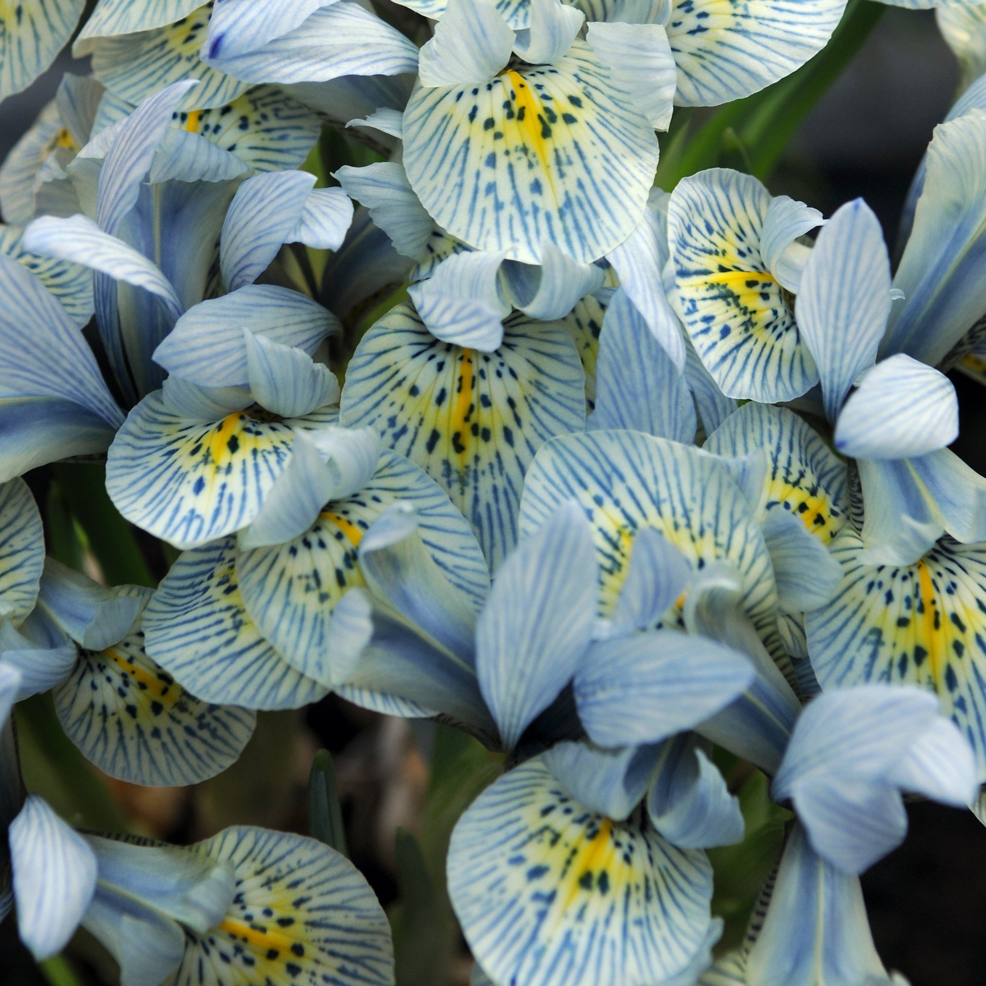Iris Katharine Hodgkin      (Botanische Iris)  Zeer speciale hybride iris soort met mooie blauwe kleur met groene gloed en oranje- gele  vlekken