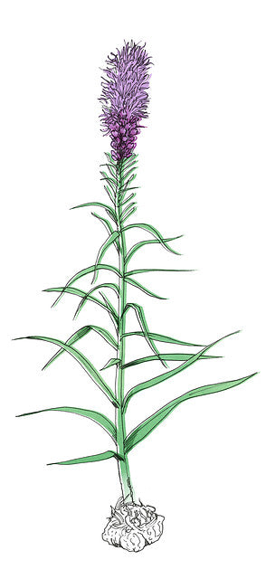 Liatris (Lampepoetser) is perfect als tuinplant te gebruiken.  Deze bloemaren hebben een bijzondere bloeiwijze, want ze openen zich namelijk van boven naar beneden