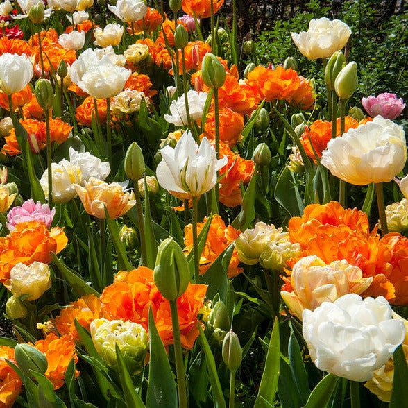 Mix van dubbele tulpen