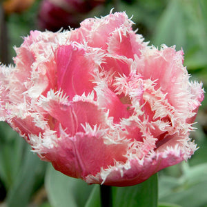 Tulp Queensland.  Bestel je tulpen nu eenvoudig online en plant dit ze dit najaar voor een mooie kleurrijke tuin of terras in het voorjaar!  Wij proberen steeds de grootste maat en beste kwaliteit aan te bieden voor het mooiste resultaat.
