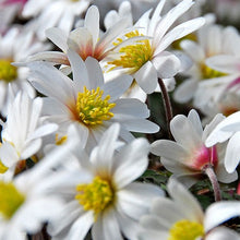 Charger l&#39;image dans la galerie, Grote zuiver witte bloemen met geel hartje.  Oorspronkelijk komen deze anemonen uit Griekenland en Turkije, vandaar hun bijnaam oosterse anemonen.
