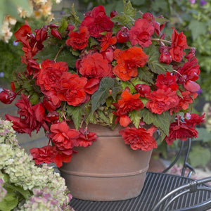 Begonia Odorata Red Glory rood, lekker  geurend 