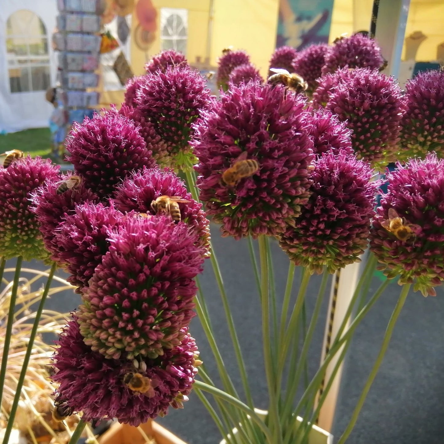 Kogelallium of trommestokjes, een festijn voor de bijen!