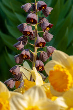 Afbeelding in Gallery-weergave laden, Fritillaria Persica. Mooie donkere bloemen
