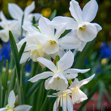Afbeelding in Gallery-weergave laden, Narcis Thalia, Deze soort blijft –terecht- aan populariteit winnen, zowel bij de tuinliefhebbers als bij de professionals.  Enige nadeel, er zijn er elk jaar tekort!  Wees er dus snel bij! 
