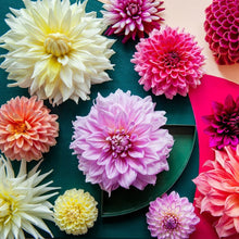 Charger l&#39;image dans la galerie, Dahlia&#39;s zijn er in alle kleuren!   Plant ze in het voorjaar voor een zomer lang plezier
