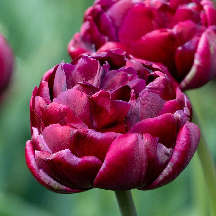Tulp Dubbele Late Black Hero       Vrij recente soort, kruising met oa Queen of Night.  Levert een prachtige donkere, bijna zwarte dubbele tulp op met mooie zijdeachtige glans.