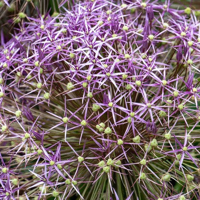 Allium Christophii, mooie dikke bloem op korte stengel