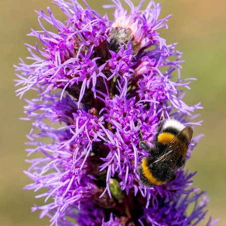 Liatris spicata.  Trekt bijen en vlinders aan!