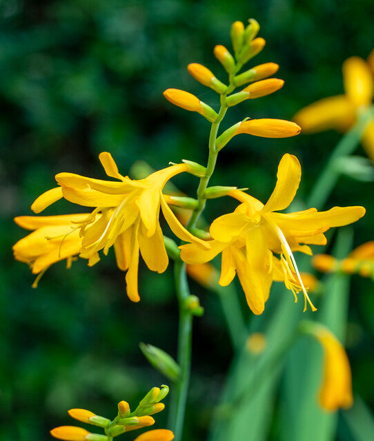 Prachtige gele grootbloemige Crocosmia (syn. Montbretia).  Bloeit in de zomer, ook geschikt als snijbloem. 