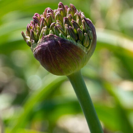 Allium Atropurpureum, een feest voor de bijen.  Bestel uw bloembollen  van sierlook nu eenvoudig online!