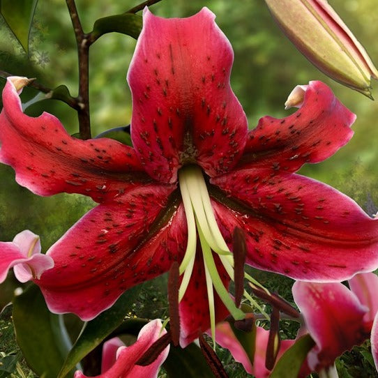 Lilium (lelie) Miss Feya.  Donkerrode kleur, met donkere spikkels.  Minimaal 140 cm  hoog, dus een echte eyecatcher voor de tuin!