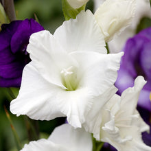 Lade das Bild in den Galerie-Viewer, Gladiool White Prosperity.    Dahlia’s, lelies en gladiolen staan garant voor indrukwekkende, kleurrijke bloemen, de hele zomer lang.
