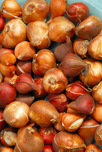 Tulp Darwin Hakuun, van oorsprong Japanse (!) soort die zuiver wit is.