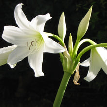 Afbeelding in Gallery-weergave laden, Latijnse naam: Crinum x powellii &#39;Album&#39;    Andere benamingen zijn  Tuinamaryllis of Haaklelie
