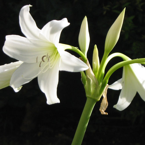 Latijnse naam: Crinum x powellii 'Album'    Andere benamingen zijn  Tuinamaryllis of Haaklelie