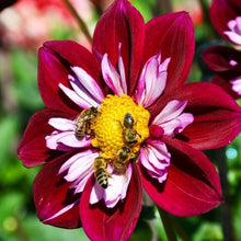 Charger l&#39;image dans la galerie, Dahlia Eefje  is een halskraagdahlia (collerette). De bloemen hebben frambozenrode bloembladen omgeven door een witte kraag met roze accenten en een geel oog in het midden
