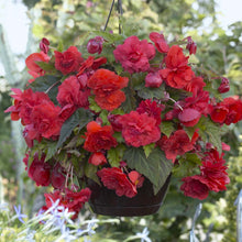 Afbeelding in Gallery-weergave laden, Begonia Odorata Red Glory
