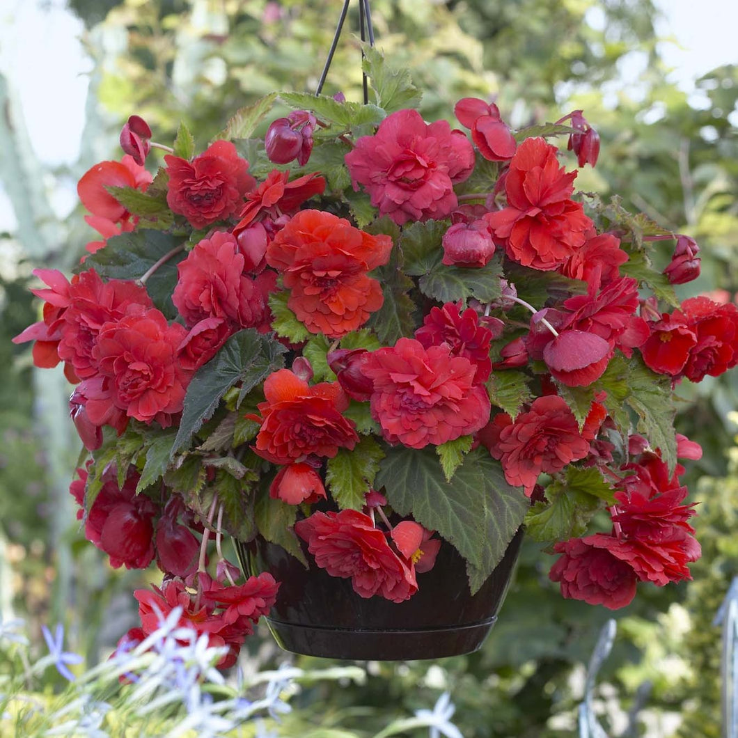 Begonia Odorata Red Glory