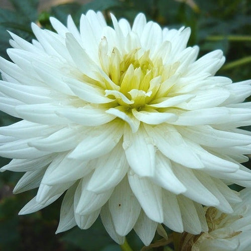 Dahlia My Love.  Roomwitte Dahlia   met karakteristieke, grote, stralende bloemen.