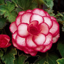 Afbeelding in Gallery-weergave laden, Begonia Bouton de Rose 
