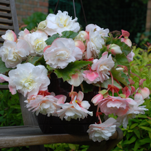 Afbeelding in Gallery-weergave laden, Begonia odorata Angelique, de echte geurende hangbegonia
