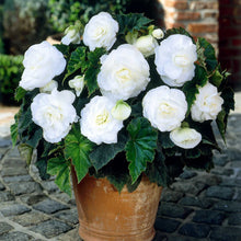 Lade das Bild in den Galerie-Viewer, Begonia dubbel wit kopen, voor een zomer lang bloemen! 
