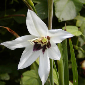 Gladiolus callianthus (Acidanthera).  Abbesijnse gladiool is de bijnaam