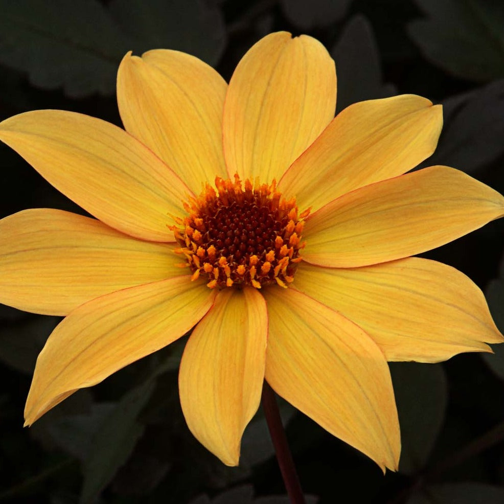 Dahlia Bishop of York   donkerbladig 