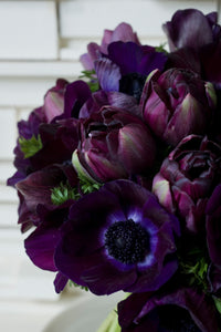 Combinatie van Black Hero en donkere Anemonen.  Bestel je tulpen nu eenvoudig online en plant dit ze dit najaar voor een mooie kleurrijke tuin