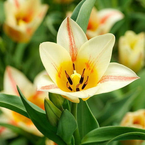 Tulp Quebec.   Zeer speciale soort Greigii tulp met meerdere stengels per bloem (het is dan ook een mutant van Toronto).  Mooi tweekleurige bloemen in roze-crème et zelfs wat geel erin.