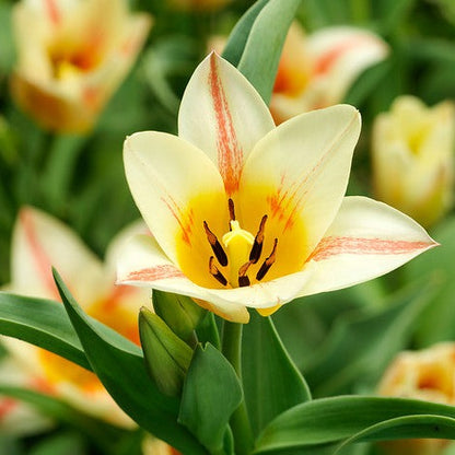 Tulp Quebec.   Zeer speciale soort Greigii tulp met meerdere stengels per bloem (het is dan ook een mutant van Toronto).  Mooi tweekleurige bloemen in roze-crème et zelfs wat geel erin.