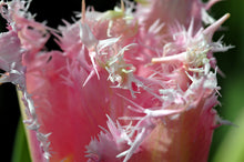 Charger l&#39;image dans la galerie, Tulp gefranjerd Huis Ten Bosch®  De bloembladen zijn aan de onderkant wit en de bovenkant roze  De prachtige combinatie van roze en wit, de stevige stelen en de lange bloeitijd maken haar zeer gewild. 
