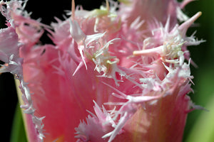 Tulp gefranjerd Huis Ten Bosch®  De bloembladen zijn aan de onderkant wit en de bovenkant roze  De prachtige combinatie van roze en wit, de stevige stelen en de lange bloeitijd maken haar zeer gewild. 