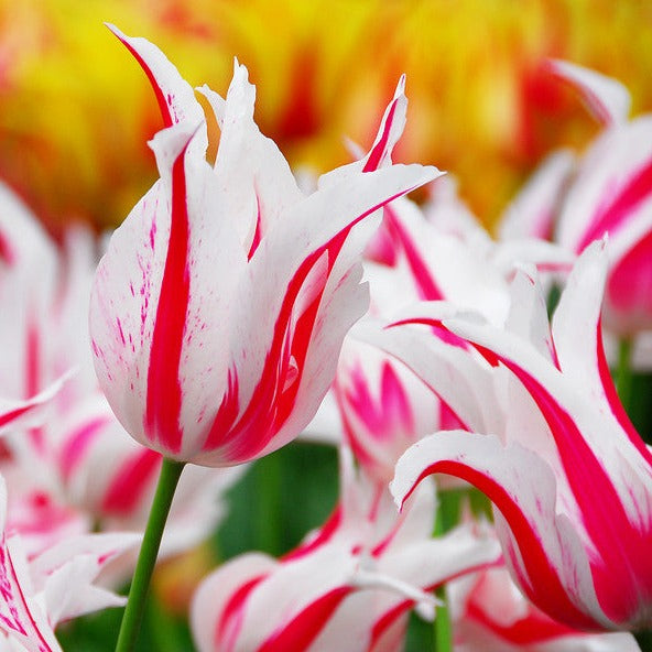 Tulp Marilyn.  Bestel je tulpen nu eenvoudig online en plant ze dit najaar voor een mooie kleurrijke tuin of terras in het voorjaar!