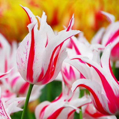 Tulp Marilyn.  Bestel je tulpen nu eenvoudig online en plant ze dit najaar voor een mooie kleurrijke tuin of terras in het voorjaar!