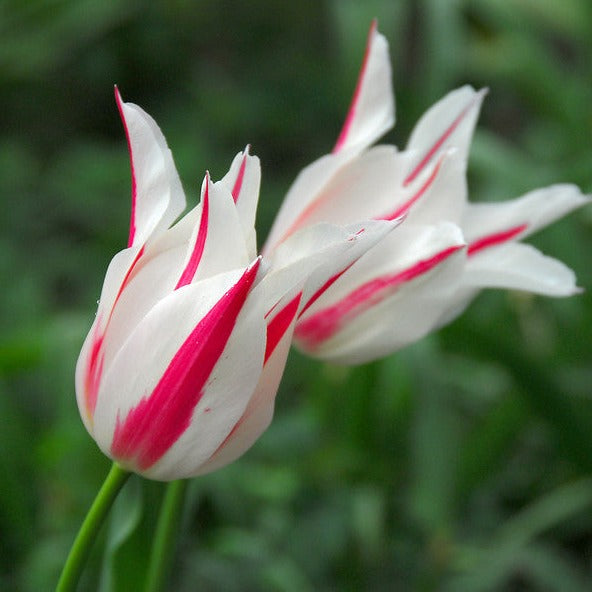 Tulipa Marilyn behoort tot de groep van leliebloemige tulpen en bloeit in april-mei.