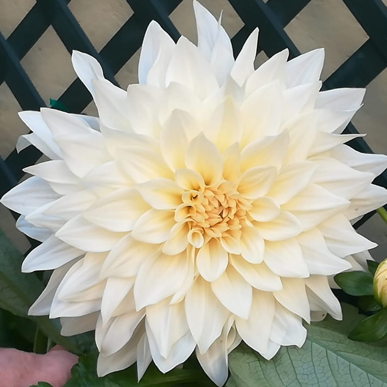  Dahlia Café au lait            Wat een heerlijk mooie en feestelijke dahlia met koffie crème kleur en een bijzonder grote bloem.  Een absolute  aanrader!