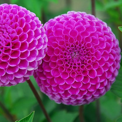 Dahlia Franz Kafka    (Pompon Dahlia's)   