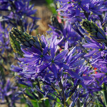 Afbeelding in Gallery-weergave laden, Camassia leichtlinii Caerulea (indianenbloem, prairielelie) Originele lente bloeier die oorspronkelijk uit Amerika komt. Mooie stervormige blauwe bloemen. Groeit elk jaar aan.
