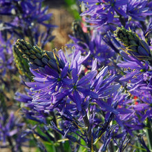 Charger l&#39;image dans la galerie, Camassia leichtlinii Caerulea (indianenbloem, prairielelie) Originele lente bloeier die oorspronkelijk uit Amerika komt. Mooie stervormige blauwe bloemen. Groeit elk jaar aan.
