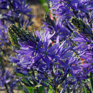 Camassia leichtlinii Caerulea (indianenbloem, prairielelie) Originele lente bloeier die oorspronkelijk uit Amerika komt. Mooie stervormige blauwe bloemen. Groeit elk jaar aan.