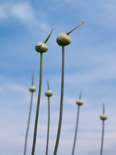 Afbeelding in Gallery-weergave laden, Allium Summer Drummer    
