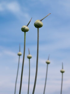 Allium Summer Drummer    