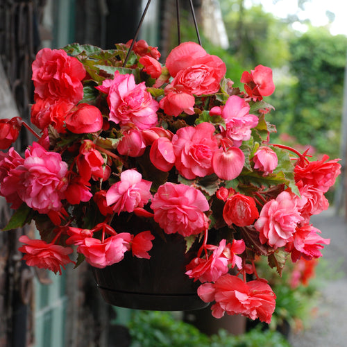 Begonia Odorata Pink Delight, geurende hangbegonia 