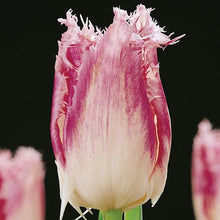 Lade das Bild in den Galerie-Viewer, Tulp gefranjerd Huis Ten Bosch®   De bloembladen zijn aan de onderkant wit en de bovenkant roze  De prachtige combinatie van roze en wit, de stevige stelen en de lange bloeitijd maken haar zeer gewild. 
