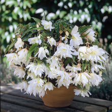Afbeelding in Gallery-weergave laden, Begonia Pendula Wit

