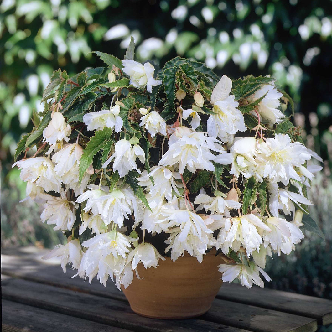 Begonia Pendula Wit