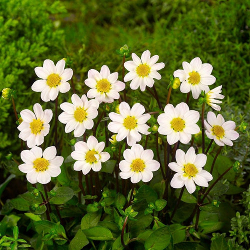 Dahlia Topmix Bambino.   Mooie witte laagblijvende Dahlia soort, zeer geschikt voor in pot, of voor balkon.   Met haar frisse uitstraling maakt ze van iedere tuin weer iets spectaculairs  Bloeit heel de zomer!